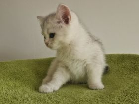 BKH Kitte mit Stammbaum