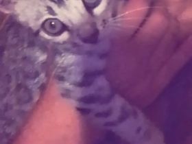 bengal kitten