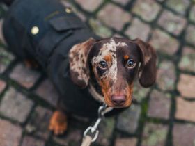 Deckrüde | Charmanter Amerikanischer Zwergdackel sucht passende Hündin 🐾