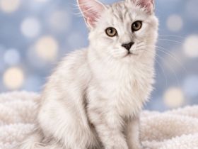 Maine Coon Kitten Ahri & Ghost – Silver Shell mit Stammbaum