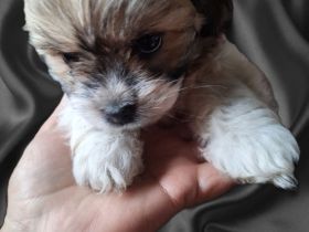 Wellpen Shih Tzu