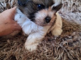 Wellpen Shih Tzu