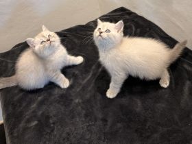 Bkh _blh kitten Abgabebreit