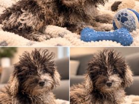 Liebevolle Familie für bezaubernden Pudel,Zwergpudelwelpen gesucht (ähnlich wie Cockerpoo,Maltipoo)