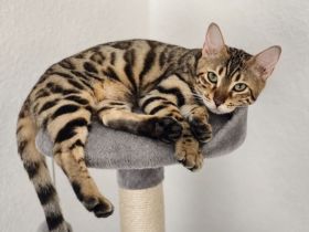 Reinrassige Bengal Katze sucht neues Zuhause