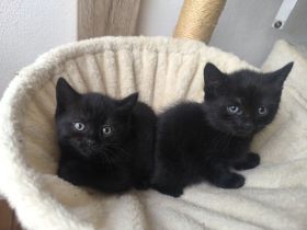 Vermittlungshilfe für zwei kleine Kitten