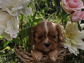 Cavalier King Charles Spaniel Welpen