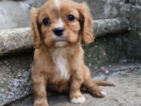 Cavalier King Charles Spaniel Mädchen