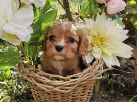 Cavalier King Charles Spaniel Mädchen