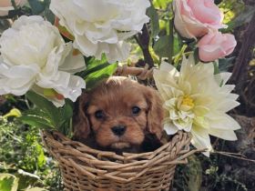 Cavalier King Charles Spaniel Welpen