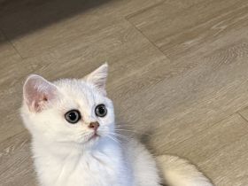 BKH Silver Shaded kitten