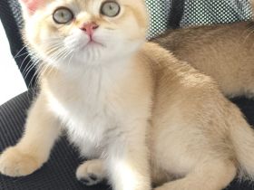 BKH Kitten.  NUR 1 ist frei