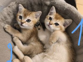 BKH Kitten