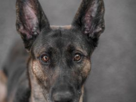Malinois X Herder Welpen