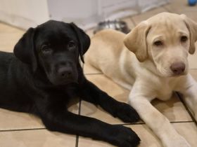 Zwei bezaubernde Labrador-Mädchen suchen ihr Herzenszuhause