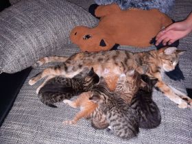Katzenbabys