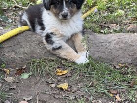 Australian Shepherd Mix Welpen suchen liebevolles Zuhause