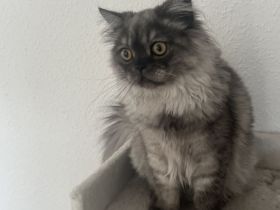 BKH Mix Kater abzugeben
