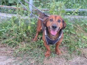 Kleiner Hund, große Persönlichkeit: Otto sucht ein Zuhause