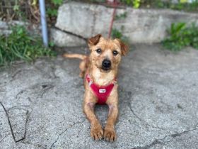 Kleiner Powerhund Cooper sucht liebevolle Menschen