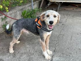 Cleverer und liebenswerter Familienhund Conrad sucht Zuhause