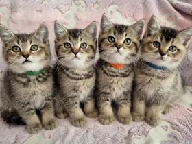reinrassige BKH Tabby Kitten zuckersüß