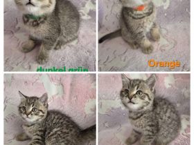 Zuckersüße reinrassige BKH Tabby Kitten
