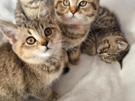 reinrassige BKH Tabby Kitten abgabebereit