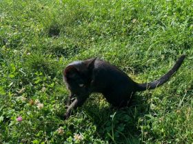 🐾❤️ Zorro sucht ein liebevolles Zuhause ❤️🐾