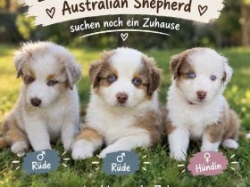 australian shepherd Welpen