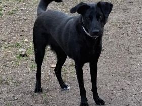 Mira - Junge Labrador-Mix-Hündin sucht einfühlsame Menschen zum Durchstarten