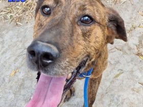 Vito, 10/24 - freundlicher Eyecatcher sucht Familie
