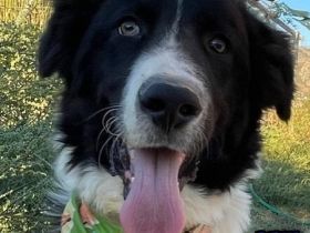 Paul, 10/25 - Sonnenschein sucht Familie