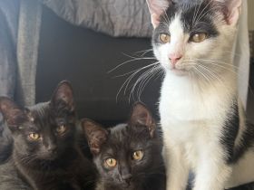 Katzenbabys suchen ein liebevolles Zuhause!
