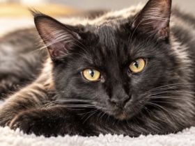 Siam Maine Coon Kitten