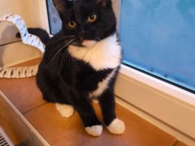 Kitten suchen ein liebevolles Zuhause