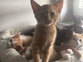 Orangener Kater in liebevolles Zuhause abzugeben