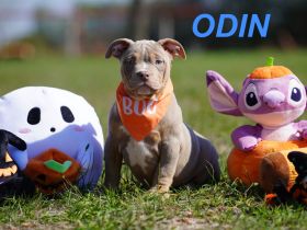 Wunderschöne, Reinrassige American Bully Pocket Welpen auf Familiensuche