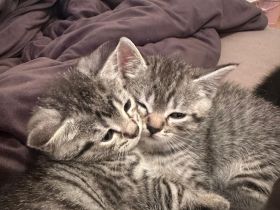 Drei süße BKH-Mix-Kitten suchen ein liebevolles Zuhause