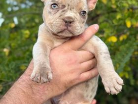 Französische Bulldogge Welpe Rüde