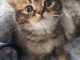 Britisch Kurzhaar Kitten Silver Shaded/Golden/Tabby