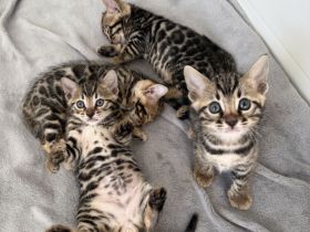 Traumhafte Bengal Kitten suchen ihr liebevolles Für immer Zuhause !
