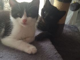 Hauskatze