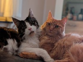 Maine Coon Geschwisterpärchen suchen ein neues, liebesvolles Zuhause