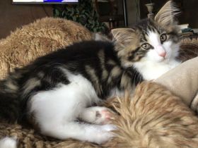 Norwegische Waldkatze Kater Kitten ab Ende Oktober mit Papieren