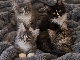 Wunderschöne Maine-Coon-Kater mit Stammbaum