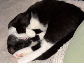 4 1/2 Monate alter Kater