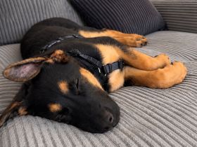 Deutscher Schäferhund / Malinois Mix