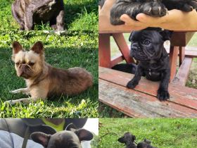 Hübsche gesunde Franz. Bulldoggen Welpen