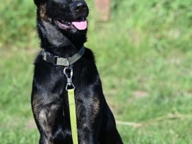 Malinois/ Holländischer Schäferhund